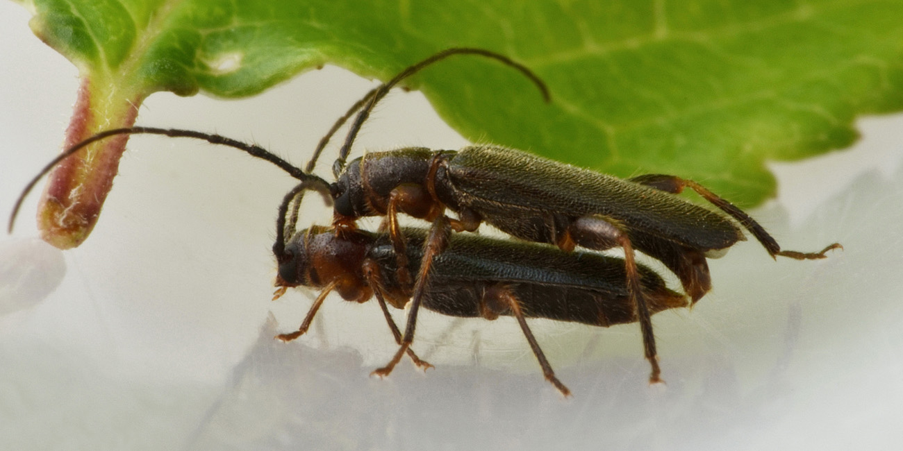 Cerambycidae in accoppiamento:  Poecilium lividum